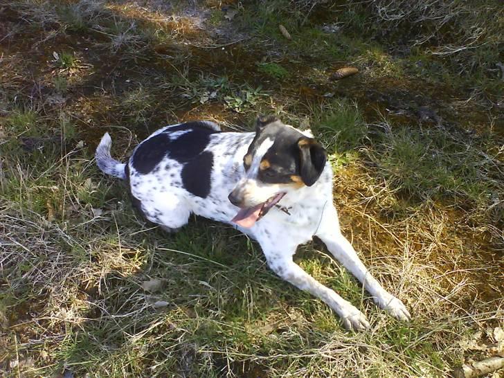 Dansk svensk gaardhund Lucky billede 6