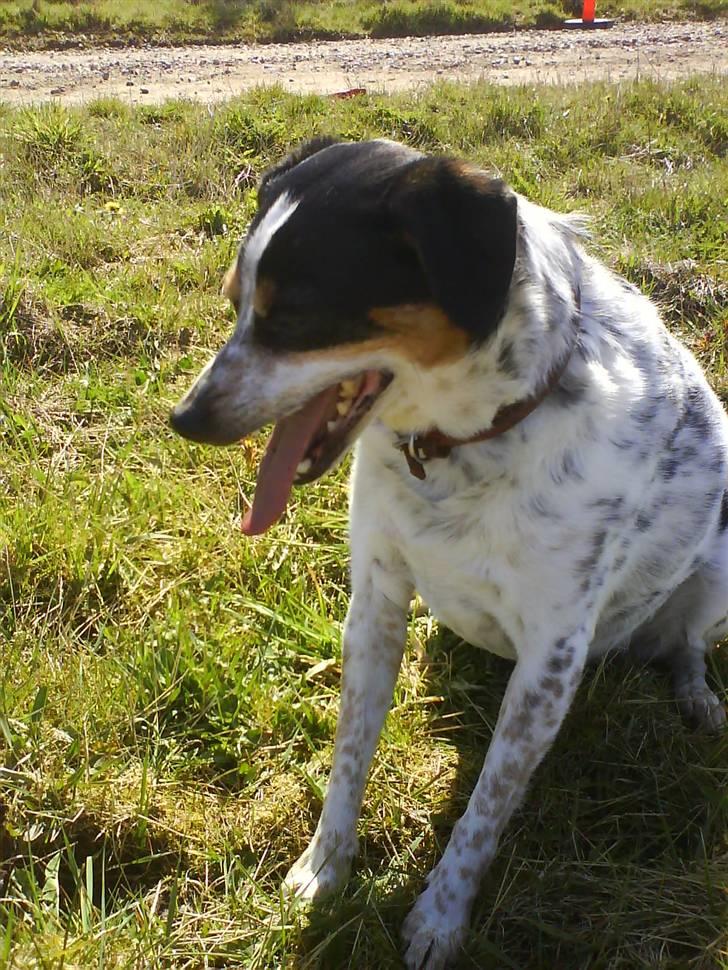 Dansk svensk gaardhund Lucky billede 7