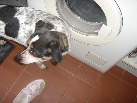 Dansk svensk gaardhund Lucky billede 8