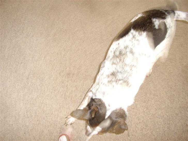 Dansk svensk gaardhund Lucky billede 9