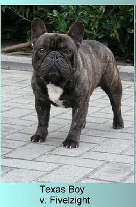 Fransk bulldog Chef D Òeuvre  ( Louis ) - Louis farfar.. Multi champion Texas Boy V. Fivelzight billede 9