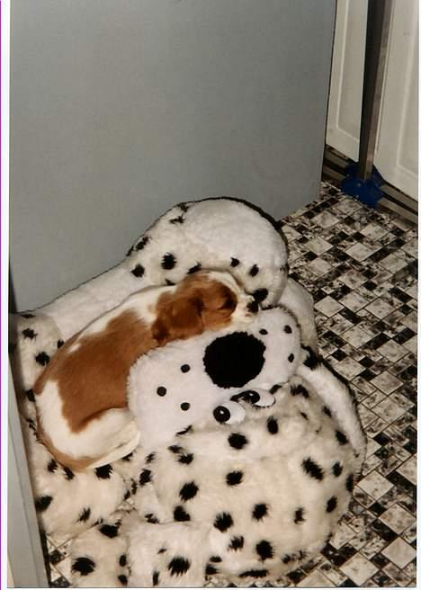 Cavalier king charles spaniel † Debbie † - Debbie sover på sin qamle bamse . (: billede 11