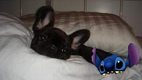 Fransk bulldog Diesel - Overvejer at foreslå Disney, en rigtig film med Diesel som STITCH?? billede 14