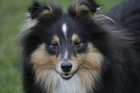 Shetland sheepdog Taylor billede 17