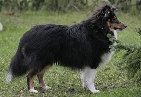 Shetland sheepdog Taylor billede 18