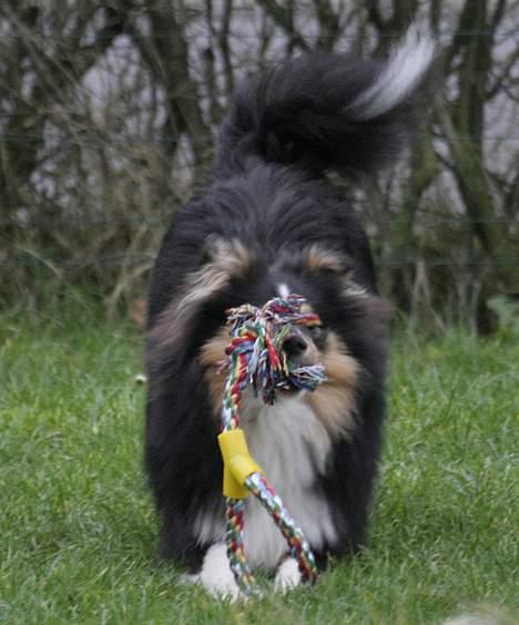 Shetland sheepdog Taylor billede 19
