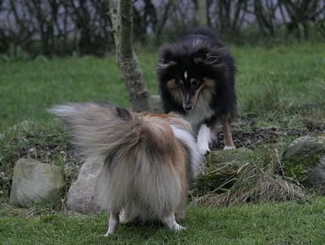 Shetland sheepdog Taylor billede 20