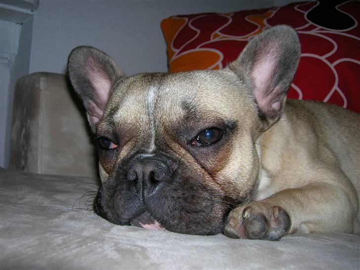 Fransk bulldog Ludwig - Min mor er helt vild med mig :O) billede 1