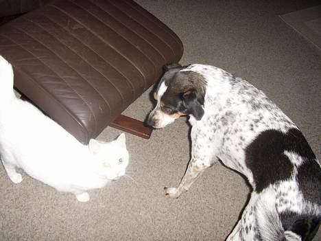 Dansk svensk gaardhund Lucky billede 10