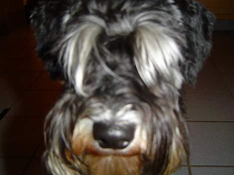 Dvaergschnauzer Tumle - se mig billede 2