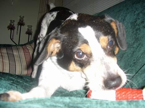 Dansk svensk gaardhund Lucky billede 11