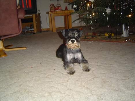 Dvaergschnauzer Tumle - jul jul bare ikke i år billede 3