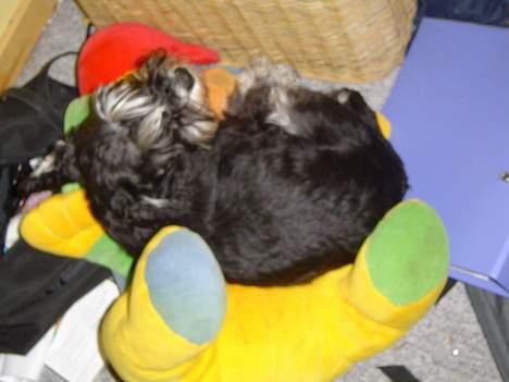 Dvaergschnauzer Tumle - i får ikke min bamse den er støre end jer billede 4