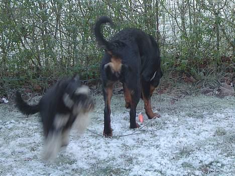 Dvaergschnauzer Tumle - Cleo er på bøsøg billede 5