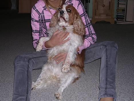 Cavalier king charles spaniel † Debbie † - Er jeq ikk sød ? ;D billede 12