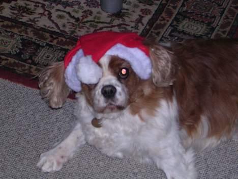 Cavalier king charles spaniel † Debbie † - Jeq er en lille drille nisse . billede 13