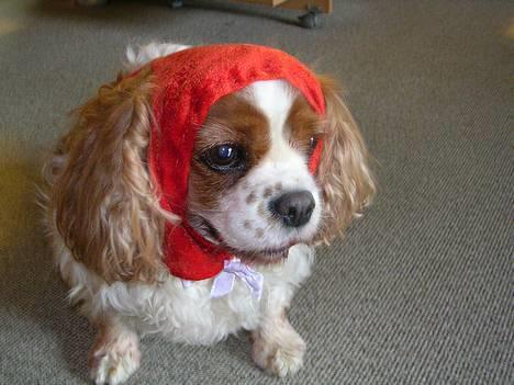 Cavalier king charles spaniel † Debbie † - Rødhætte . :D billede 14