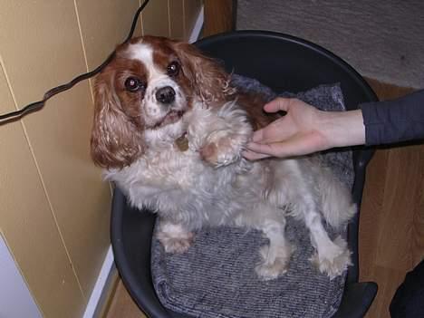 Cavalier king charles spaniel † Debbie † - Gi´ pote ..  billede 15