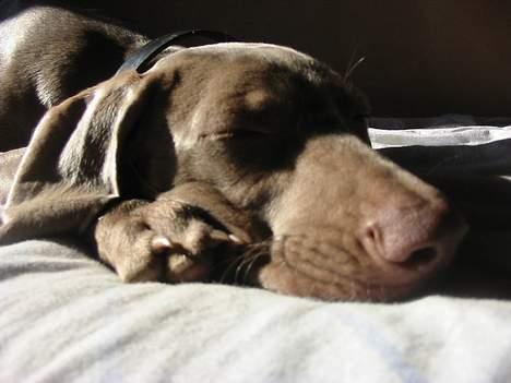 Weimaraner Natacha - 2005 billede 12