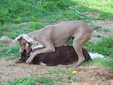 Weimaraner Natacha - 2005 billede 13