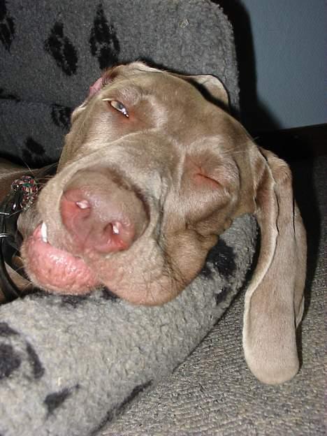 Weimaraner Natacha - 2006 billede 14