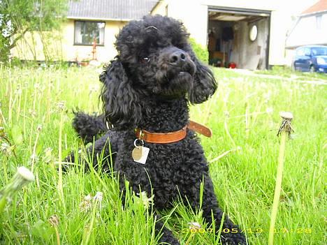 Dværgpuddel Silas- 1år - Rigtig fin... billede 9