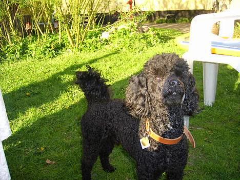 Dværgpuddel Silas- 1år billede 10