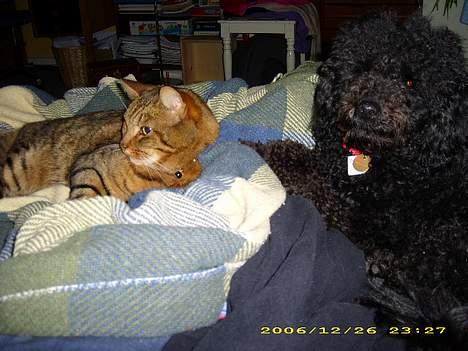 Dværgpuddel Silas- 1år billede 11