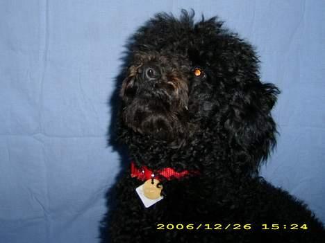 Dværgpuddel Silas- 1år billede 12