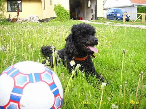 Dværgpuddel Silas- 1år billede 13