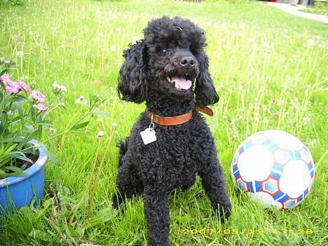 Dværgpuddel Silas- 1år billede 14