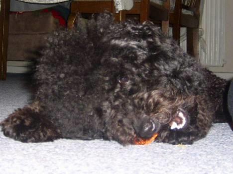 Dværgpuddel Silas- 1år billede 15