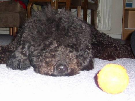 Dværgpuddel Silas- 1år - Tager mig lige en lille lur! billede 16