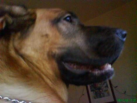 Mastiff Amaroq - Holder udkig... Så pas på derude... billede 1