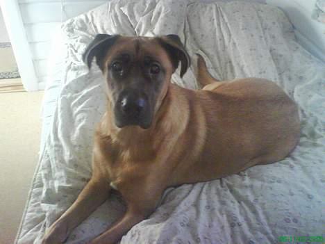 Mastiff Amaroq - skal vi allerede op... Nixen, ik´mig... billede 2