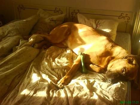 Mastiff Amaroq - Selvom jeg sover passer jeg på min familie og mit elskede legeben... billede 3