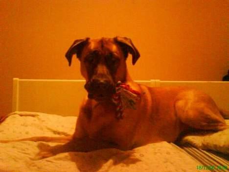 Mastiff Amaroq - Er altid frisk til en legekamp. billede 4