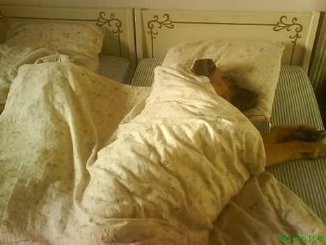 Mastiff Amaroq - Til alle hunde som har en sød tand...... Spist ik´så meget som jeg har gjort denne gang, man bliver syg af det dagen efter... billede 5