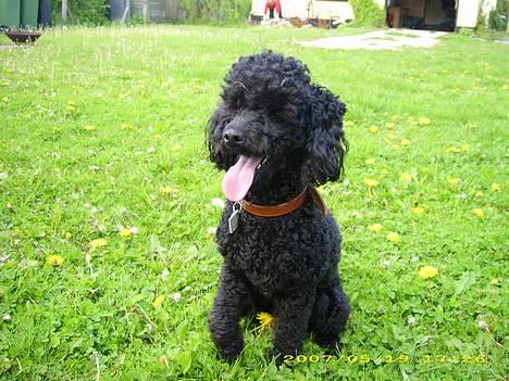 Dværgpuddel Silas- 1år billede 17