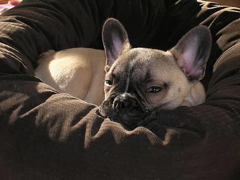 Fransk bulldog Ludwig - Mmmm, sove i solen.. billede 2
