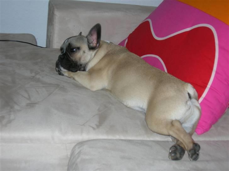 Fransk bulldog Ludwig - Mmm...sofa-hygge billede 3