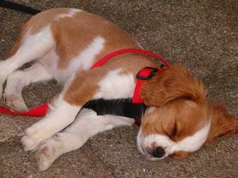 Cavalier king charles spaniel Karla billede 5