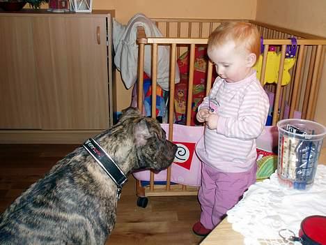 Amerikansk staffordshire terrier Zera(ny ejer Janni) - Hende den lille har altid noget godt at spise.... billede 9