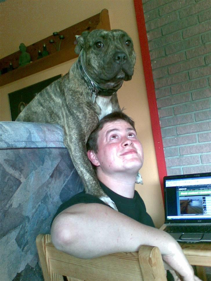Amerikansk staffordshire terrier Zera(ny ejer Janni) - Dig eller mig der bestemmer???? billede 10