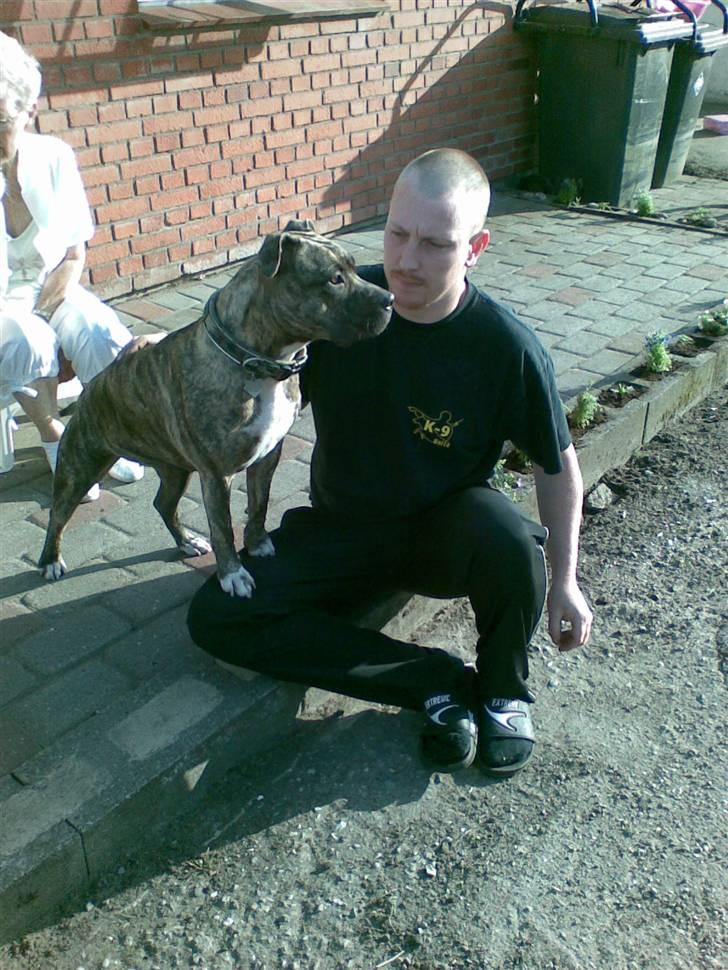 Amerikansk staffordshire terrier Zera(ny ejer Janni) - En flot tøs..... billede 11