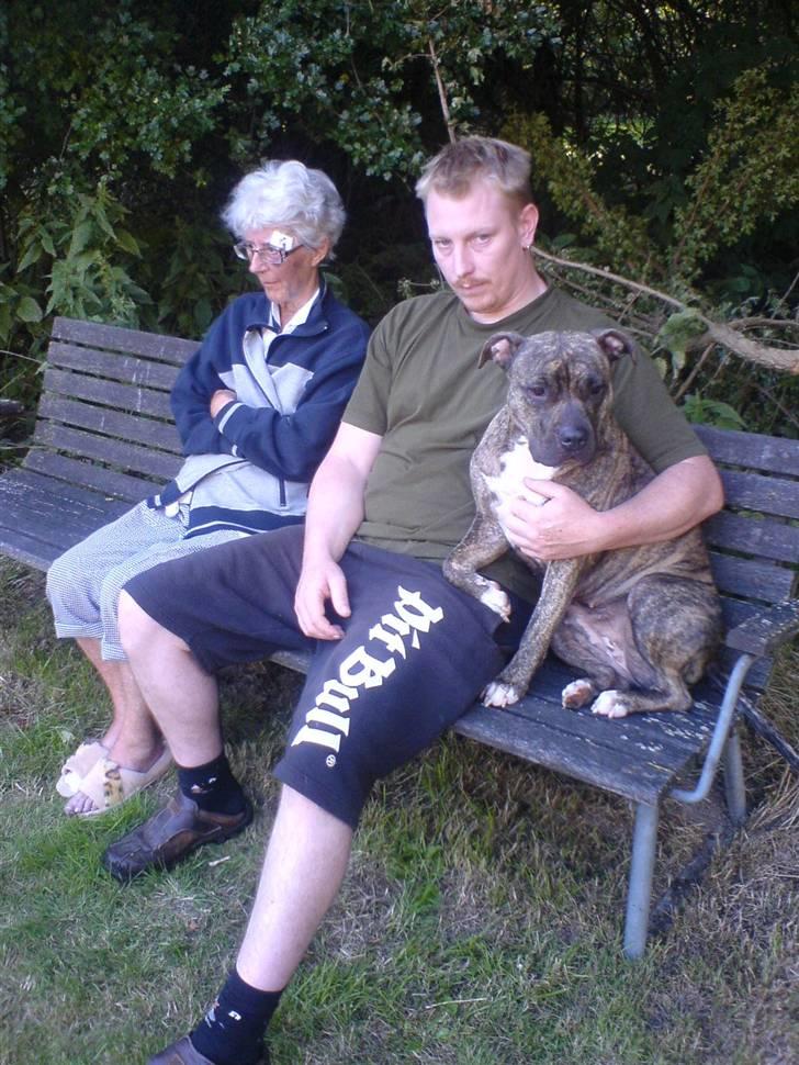 Amerikansk staffordshire terrier Zera(ny ejer Janni) - så er det sommerferie med olde og far billede 12