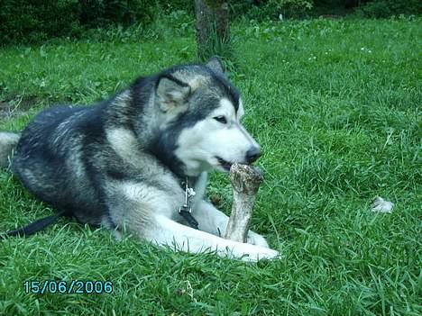 Alaskan malamute Xenobia billede 2