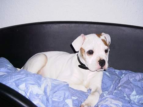 Amerikansk bulldog Diesel aka prutsvin:-P - Så er han flyttet til hans nye hjem billede 2