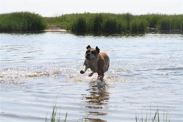 Olde english bulldogge Østergårds Boris - jun07* hehe er blevet en rigtig vandhund her i varmen... billede 8