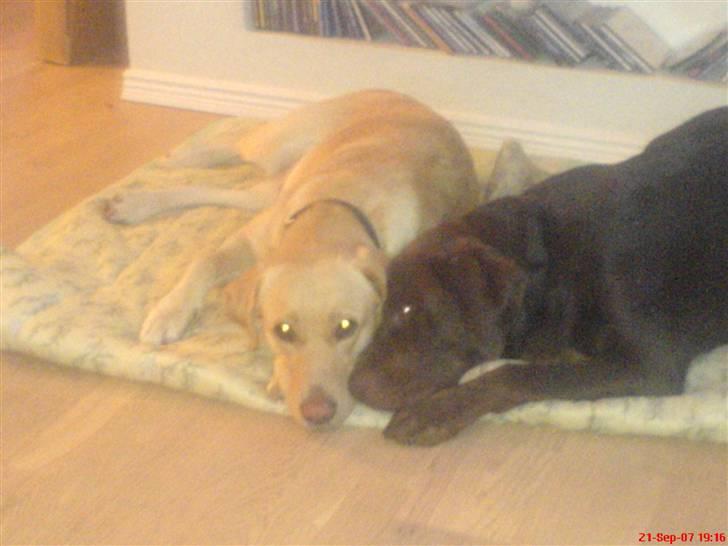 Labrador retriever Mads *død* - mads og hans kæreste nala (undskyld den dårlige kvalitet) billede 14